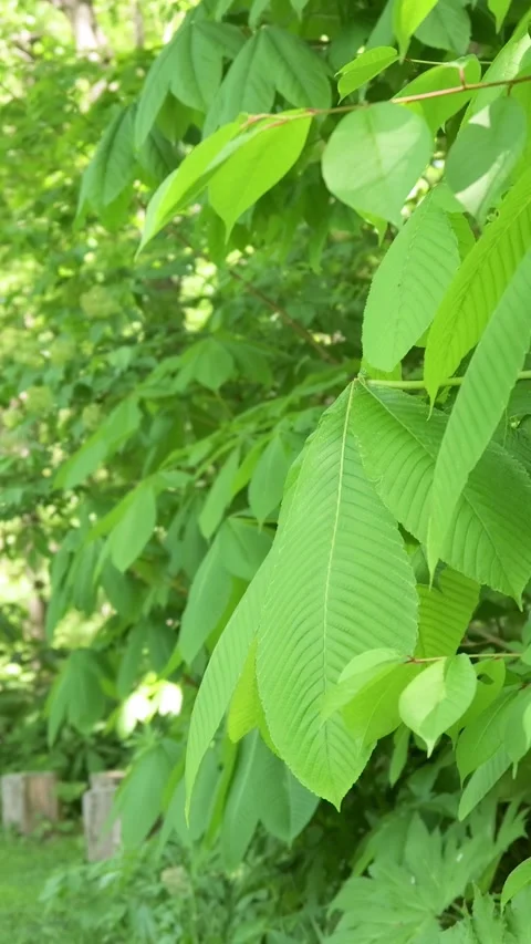 Green Leaves Swaying in Wind on Tree Branch Vertical Video Stock Footage 339271005