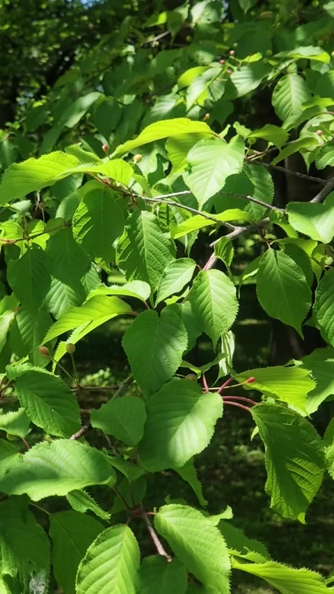 Green Leaves Swaying in the Wind, Vertical Video Stock Footage 339270965