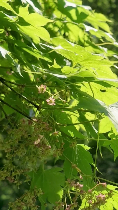 Green Leaves Swaying in the Wind, Vertical Video Stock Footage 339270975