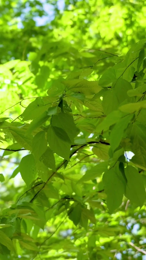 Green Leaves Swaying in the Wind, Vertical Video Stock Footage 339270982