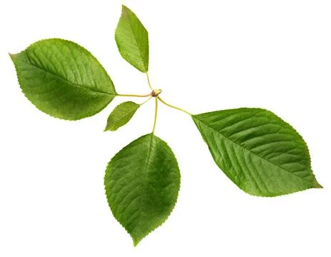 Green leaves of sweet cherry Stock Photos