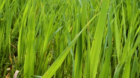 Green leaves swinging in the wind Stock Footage 59779256