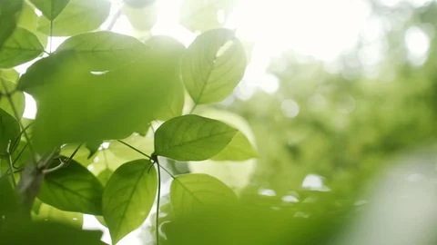 Green leaves swinging on the wind. Stock Footage 119385325