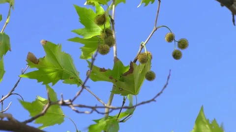 Green leaves of sycamore maple, close-up Stock Footage 79533280