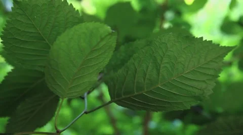 Green Leaves with Taracking Shot Stock Footage 43011657