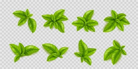 Green leaves of tea plant. Tea bush sprouts Stock Illustration
