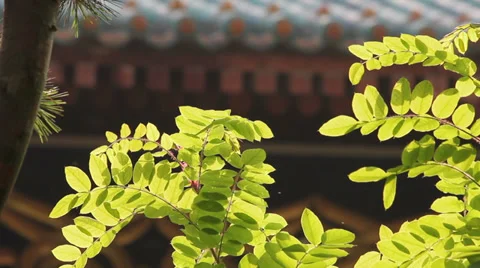 Green leaves in temple Stock Footage 35643731