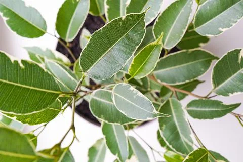 Green leaves texture and background Foto stock