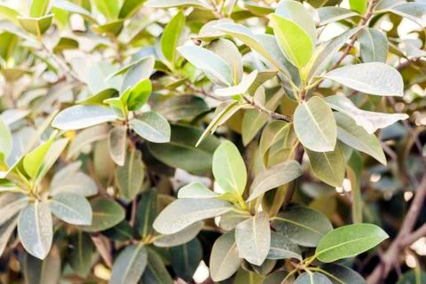 Green leaves texture for backdrop design  plant bush on the street of Catania Stock Photos