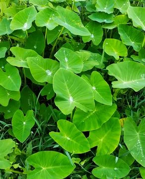 Green leaves texture background with fresh garden foliage and natural plant grow Stock Photos