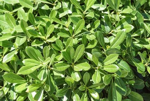 Green leaves texture background macro, False Hellebore toxic plant Stock Photos