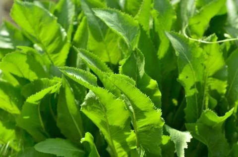Green leaves texture background macro, large leaves Stock Photos