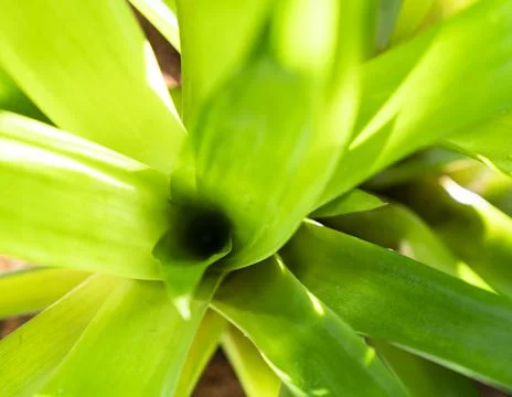 Green leaves texture background macro, Green plant Stock Photos