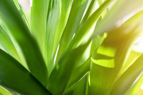 Green leaves texture background macro, Green plant Stock Photos
