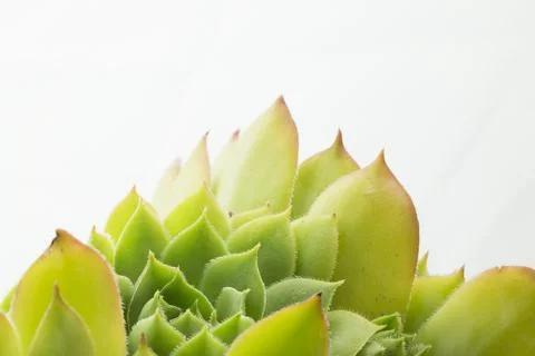 Green leaves texture background macro, Stock Photos