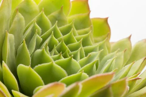 Green leaves texture background macro, Stock Photos