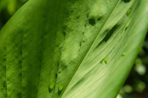 Green leaves texture background Stock Photos