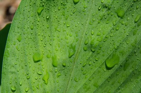 Green leaves texture background Foto stock