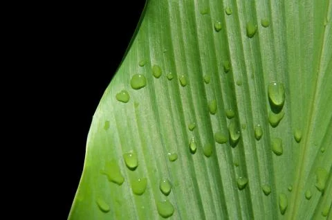 Green leaves texture background Foto stock
