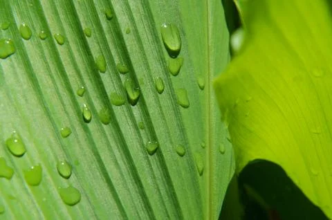 Green leaves texture background Stock Photos