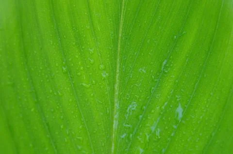 Green leaves texture background Foto stock