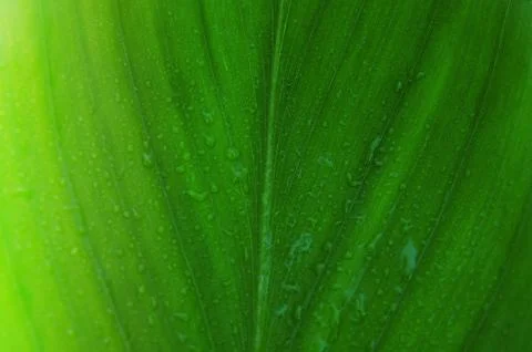 Green leaves texture background Stock Photos