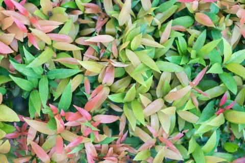 Green leaves texture for background Stock Photos