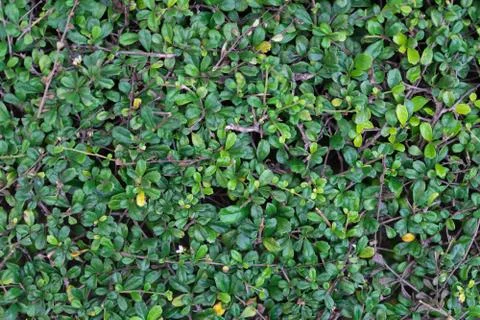 Green leaves texture for background Stock Photos