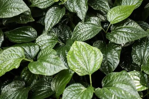 Green leaves texture background Stock Photos