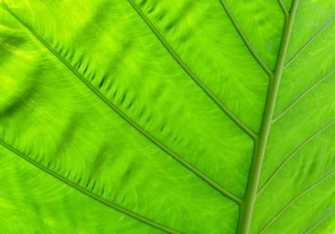 Green leaves texture background. Stock Photos