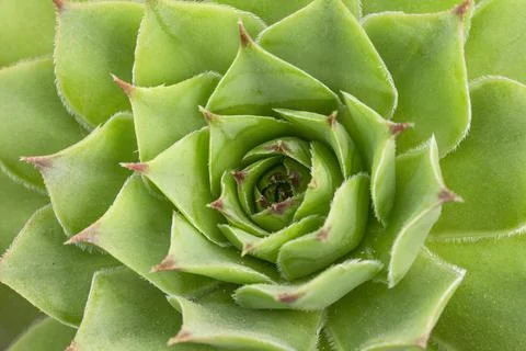 Green leaves texture background Stock Photos