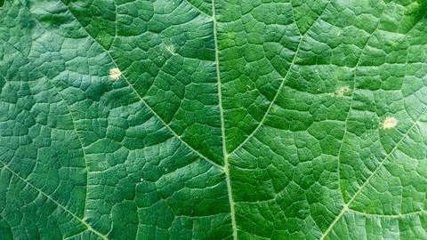 Green leaves texture as background Stock Photos