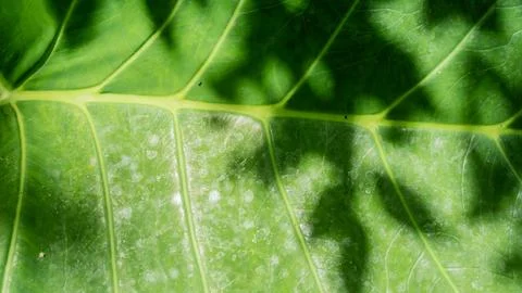 Green leaves texture as background Stock Photos