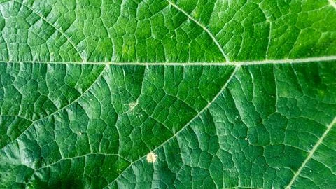 Green leaves texture as background Stock Photos