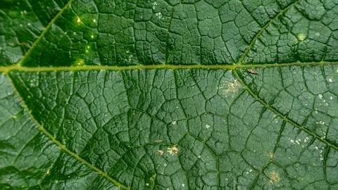 Green leaves texture as background Stock Photos