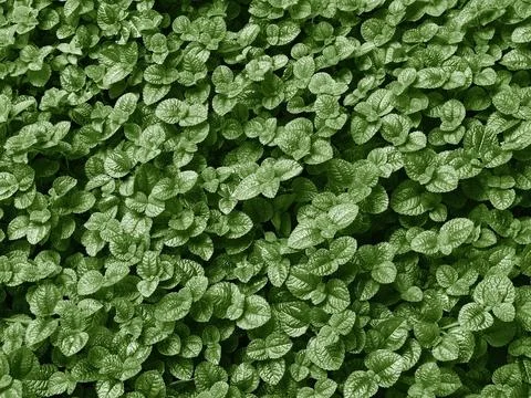 Green Leaves Texture for Background. Stock Photos