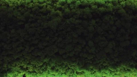 Green leaves texture background, Small leaf. Green moss background 库存照片