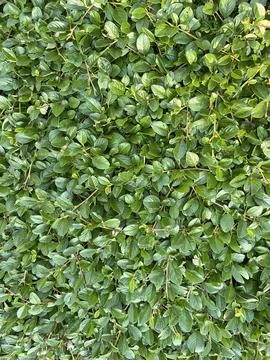 Green Leaves Texture Background Top View Stock Photos