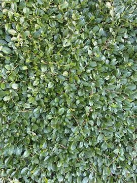 Green Leaves Texture Background Top View Stock-Fotos