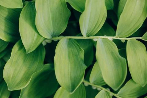 Green leaves texture or background. Polygonatum or solomons seal closeup.  Stock Photos
