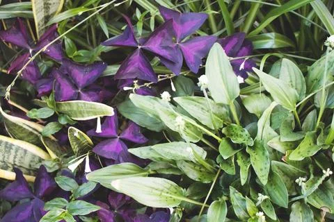 Green leaves texture of oxalis triangularis. Natural background. Stock Photos