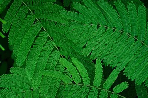 Green leaves texture pattern background,natural lush foliages of leaf texture Stock Photos