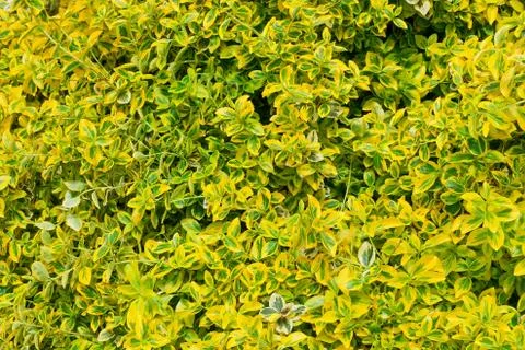 Green leaves like a texture Stock Photos