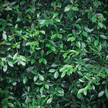 Green leaves texture Stock Photos