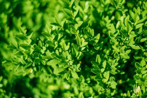 Green leaves texture Stock Photos