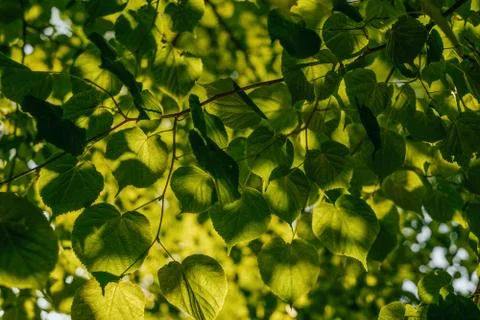 Green leaves texture Stock Photos