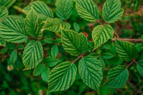Green leaves texture Stock Photos