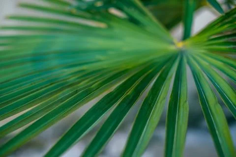 Green leaves texture Stock Photos