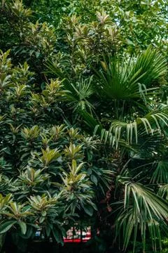 Green leaves texture Stock Photos
