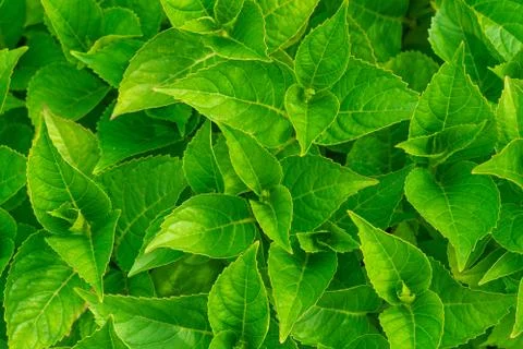 Green leaves texture Stock Photos